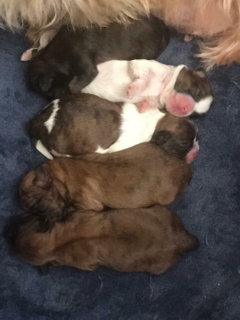 jack russell puppies for sale wirral